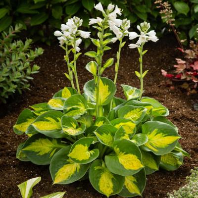 Hosta 'Sunset Grooves'